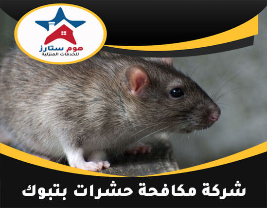 شركة مكافحة حشرات بتبوك