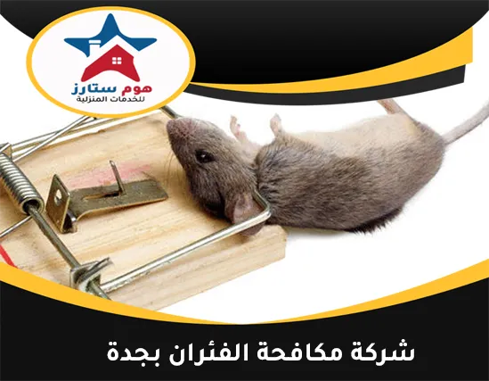 شركة مكافحة الفئران بجدة