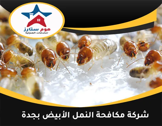 شركة مكافحة النمل الابيض بجدة