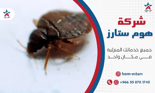 مكافحة البق