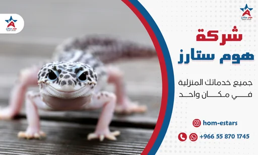 افضل شركة مكافحة الوزغ بجدة