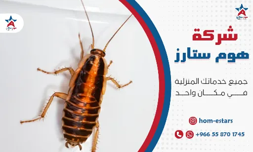 شركة مكافحة الصراصير بتبوك رخيصة