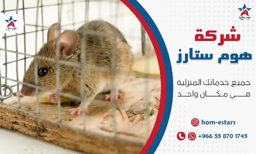 شركة مكافحة الفئران بتبوك