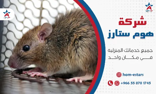 شركة مكافحة جرذان بتبوك